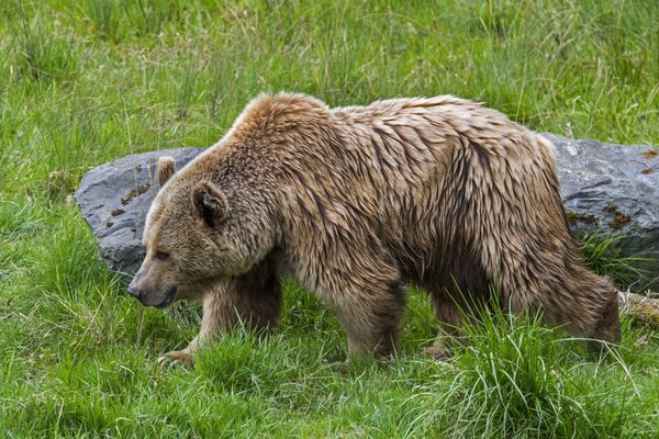 83 ours ont été détectés en 2023 dans le massif Pyrénéen, dont au moins seize oursons, issus de neuf portées. C'est le chiffre le plus haut enregistré depuis la réintroduction de l'ours en 1996. La population ne comptait alors que 5 individus.