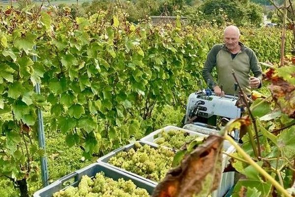 Des vendanges en baisse pour l'année 2024 dans le toulois.