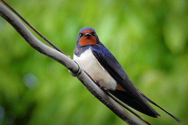 Une hirondelle fait-elle le printemps ?