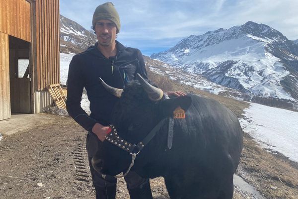 Sylvain Protière et Firenze, vache des Hautes-Alpes en route pour le Salon de l'Agriculture.