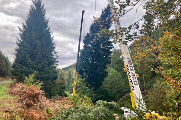 Le grand sapin de Strasbourg a été coupé le 18 octobre en Meurthe-et-Moselle