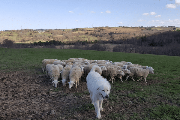 LAINAMAC veut valoriser la laine des moutons du massif central