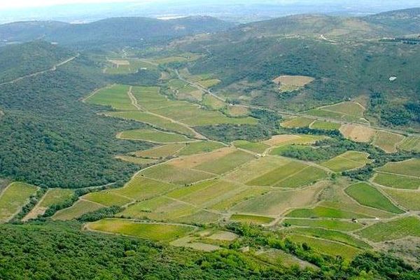 Une partie du vignoble de Cabrières, autour de la route qui mène à Clermont l'Hérault (34)