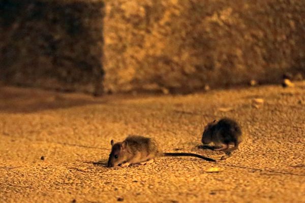 Dans de nombreuses villes, les rats vivent parmi les hommes....car les déchets sont accessibles