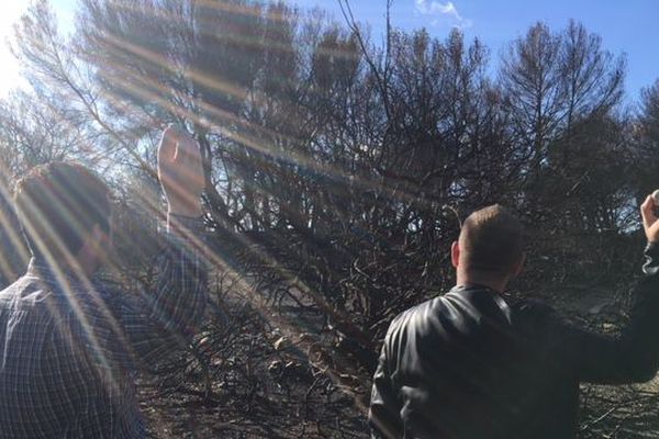 Des boules de graines, de la taille d'une balle de ping-pong, sont jetées dans les milieux urbains à l'abandon ou des terres incendiées pour y faire pousser des fleurs et des plantes.