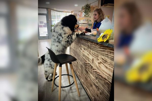 Depuis décembre 2023, "les Doggychous" accueillent les chiens et leurs maîtres à Saint-Pourçain-sur-Sioule, dans l'Allier.