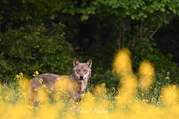 Le loup, photographié par Alexis Vautrin ce samedi 11 mai 2024.