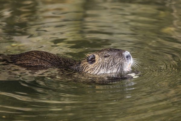 Le ragondin est un des animaux qui peut être vecteur de la leptospirose. Il sillonne fréquemment les berges boueuses où la bactérie à l'origine de la maladie peut être présente.