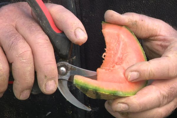 Les premiers melons du Quercy.