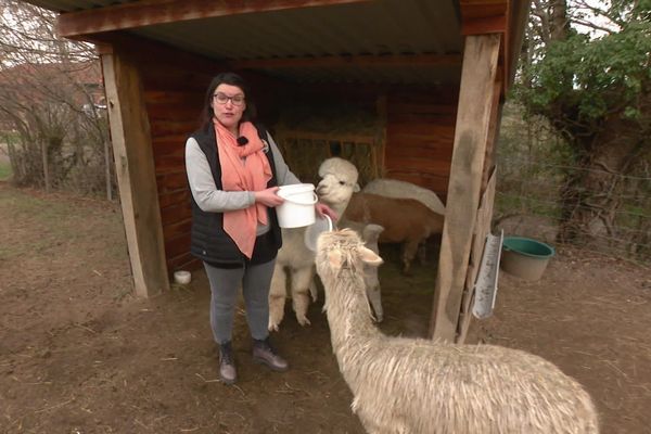 Pour eux, Carole Cizeron a tout plaqué, une bonne situation dans un grand groupe stéphanois, le quotidien et le confort de la ville. Et c'est dans une ferme à Saint-Chamond (Loire) qu'elle a découvert les alpâpgas.