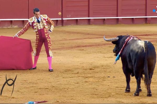 La faena de Manzanares le 16 avril dernier à Séville est également au menu de Signes du toro!