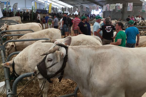 Jusqu'à 1 million de visiteurs sont attendus pour la 800e édition de la foire de Beaucroissant.