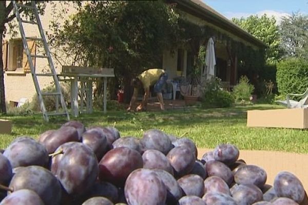 Des fruits à petits prix pour se rendre service les uns les autres