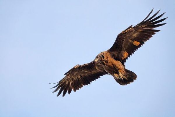 Le Parc national des Cévennes est à la recherche du gypaète barbu Eglazine. Dimanche 17 septembre 2023.