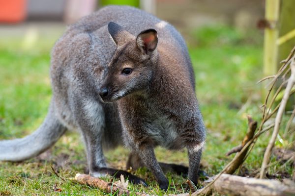 L'un des wallabies du jardin botanique de Tours a dû être euthanasié.