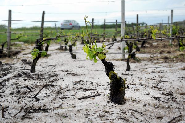 En 2016, un épisode de grêle a durement touché le vignoble de Saint-Bris-le-Vineux, dans l'Yonne