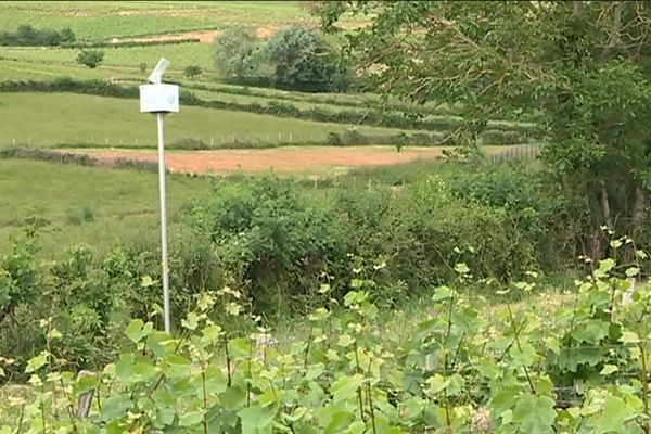 Des hauts-parleurs sont installés pour diffuser de la musique dans les vignes