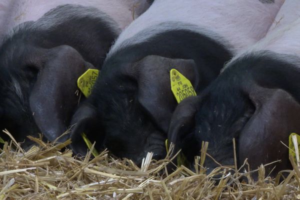 Des porcelets de la race basque Kintoa en pleine sieste dans leur enclos du salon de l'agriculture, dimanche 26 février 2023.