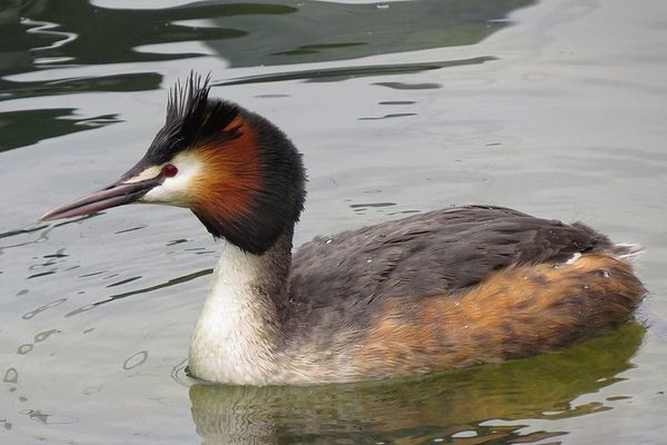 Les promeneurs autour du lac de Bouverans ont pu apercevoir des grèbes huppés arborant leur plumage d'été.