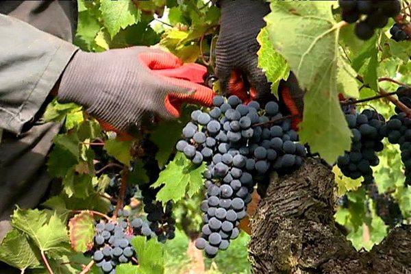 Les vendanges en rouge ont débuté dans le vignoble des Pays de la Loire