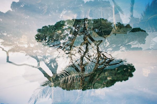 Les Pinpalms (2022) 
surimpression argentique de Joséphine Vallé Franceschi 
"J'ai pensé aux Pinpalms pour notre séparation
Un mélange de palmiers et de pins, au moment de l'heure bleue."