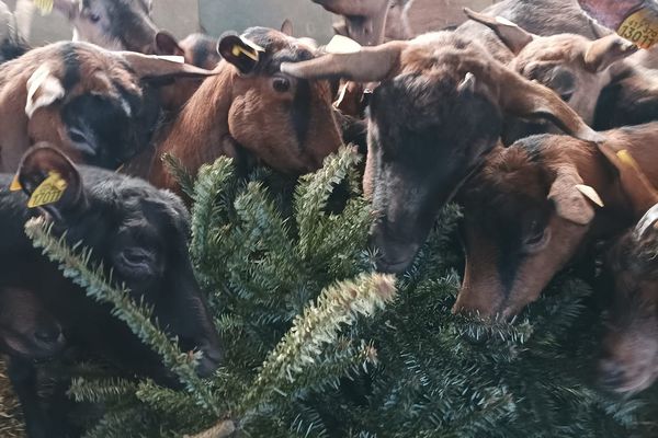 La chèvrerie de Fillouse aide à recycler vos sapins, les chèvres les mangent directement