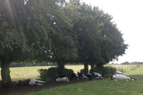 Treize vaches ont été foudroyées vendredi soir, dans ce champ à Beugnies.