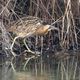 Un butor étoilé, oiseau échassier nichant dans les roselières, et dont la population est en déclin en Centre-Val de Loire depuis des décennies.