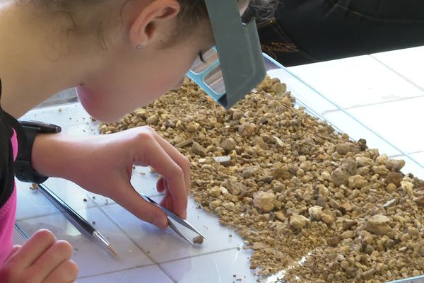 Une petite fille trie les sédiments au sein du laboratoire Palévoprim dans le cadre de la Fête de la science, à Poitiers.