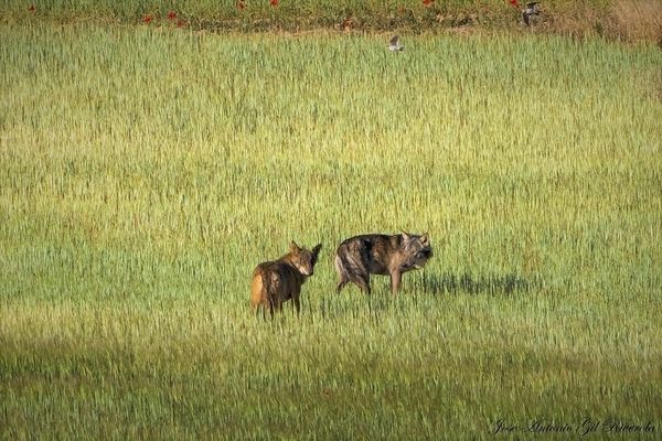 Un couple de loups italo-espagnol a été observé il y a quelques semaines en Bas-Aragon en Espagne.