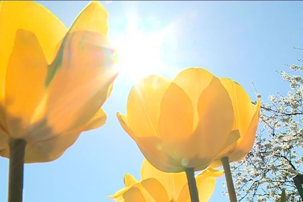 Meteo Un Mois D Avril Qui Bat Des Records De Chaleur A Dijon Et Ailleurs