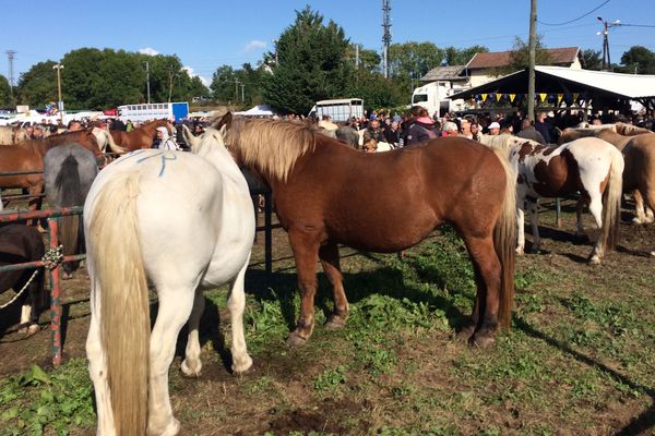 La foire a débuté ce vendredi 145 septembre. 