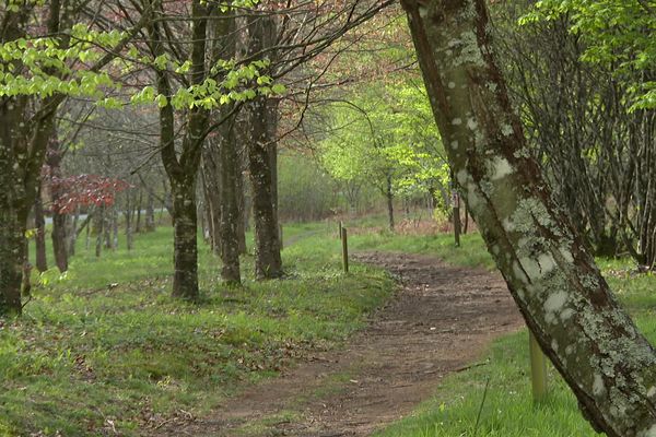 Dans les monts de Guéret, la forêt de Chabrières est un site idéal pour la pratique du VTT (ici en avril 2024).