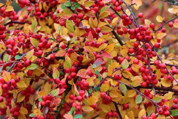 Les chaudes couleurs de l'automne.