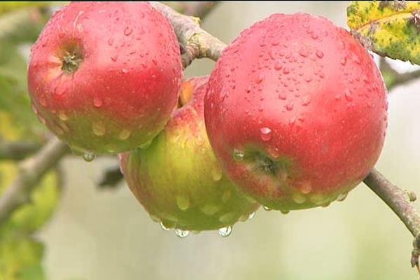 Ces lieux partout en France où cueillir ses pommes