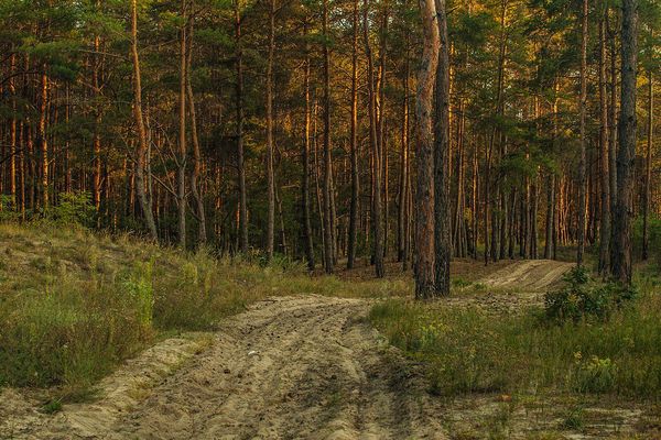 Un chemin forestier. Photo d'illustration 