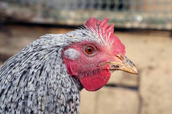 Une poule derrière un grillage - image d'illustration