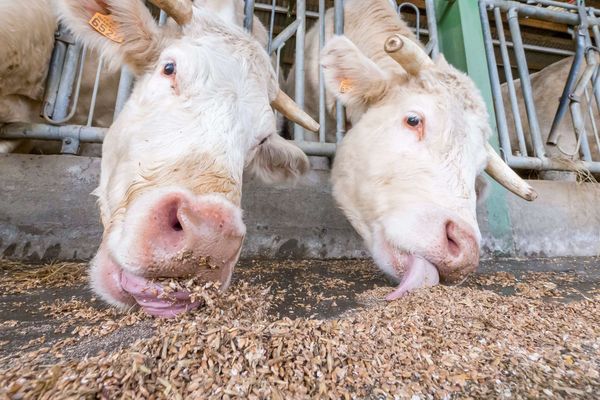 Le jeune garçon aurait été blessé mortellement par un mélangeur d'aliments pour le bétail