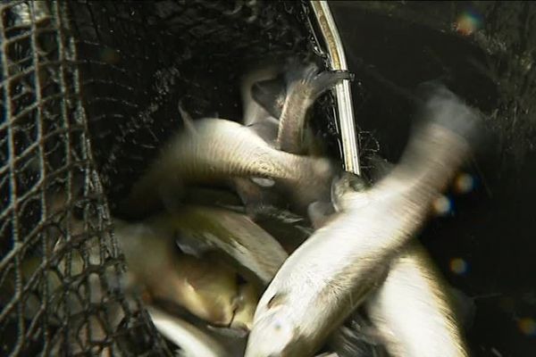 Des truites arcs-en-ciel et fario ont été déversées dans les cours d'eau bretons