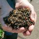 Des centaines d'abeilles ont été retrouvées mortes par un apiculteur dans son jardin fin avril à Strasbourg.