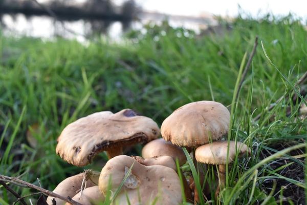 Des champignons au bord du lac d'Ardres (Pas-de-Calais)