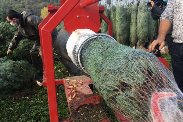 Il y aura bien des sapins à Noël