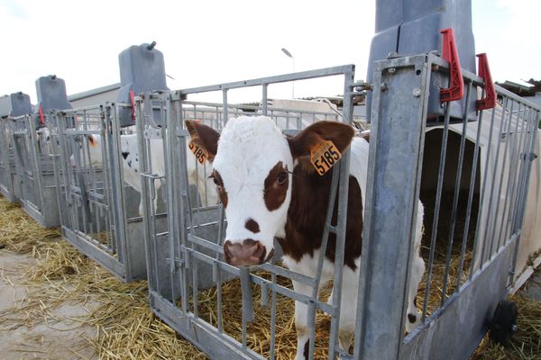 La Ferme des mille vaches, installée à Drucat, dans la Somme, se concrétise en 2013. Cette ferme géante est en rupture totale avec le modèle d'élevage français et a suscité beaucoup d'oppositions.