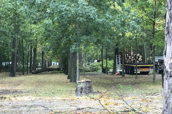 Au niveau de l'hôtel de police de Reims, l'abattage a débuté ce lundi 28 septembre, au grand dam des écologistes