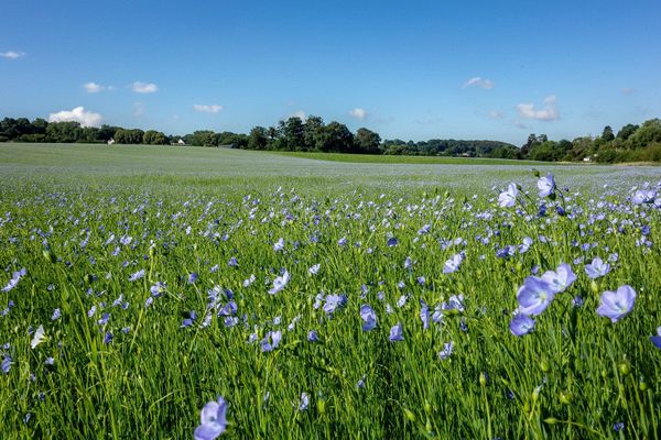 "L'or bleu" de la Normandie : un champ de lin et, en toile de fond, un ciel qui s'y reflète. 