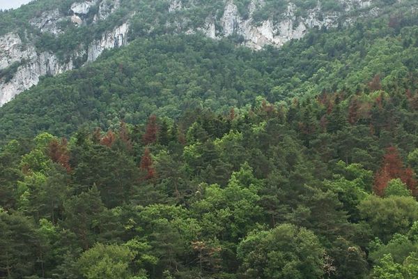 La sécheresse a tué près de 50 000 sapins sur le plateau de Sault dans l'Aude.