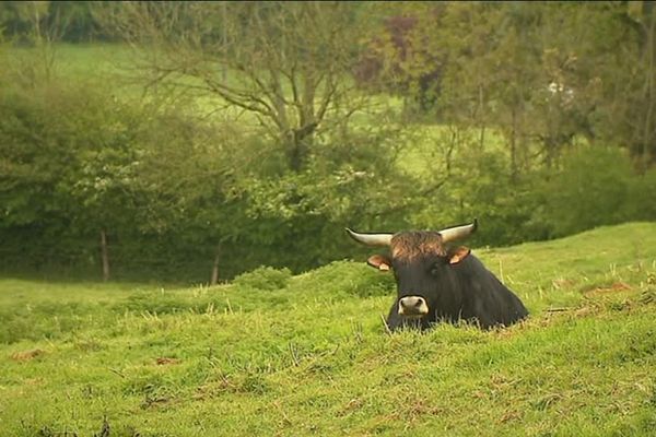 Jojo le taureau