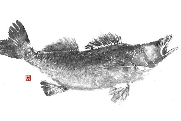 Un gyotaku de grand sandre. Darkoï utilise de plus en plus de l'encre de seiche, comme les pêcheurs japonais au XIXè siècle