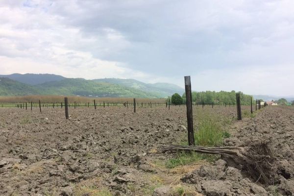 En tout, 421 plants de noyers ont été dérobés. 8 ont été retrouvés sur place, entassés dans un coin ... comme oubliés par les voleurs