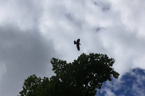 Le déconfinement ne se fait pas dans le respect de la biodiversité